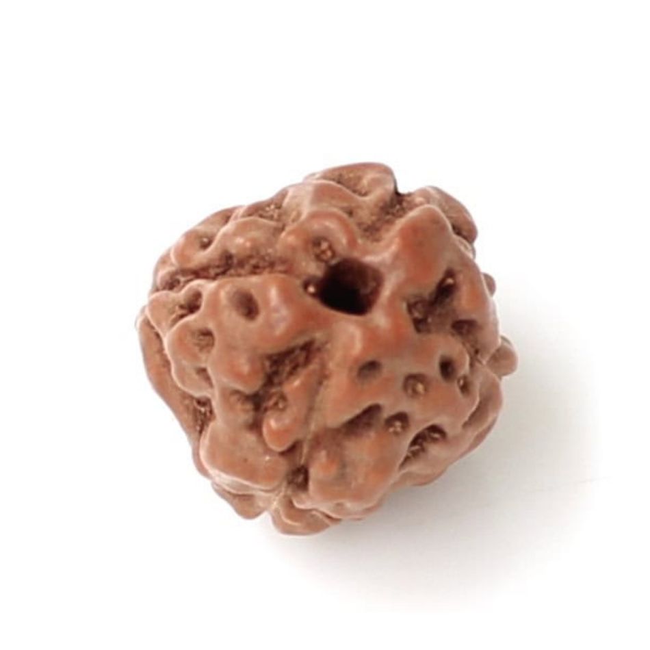 4 mukhi rudraksha | About four face rudraksha bead - Benefits, Significance, and Uses